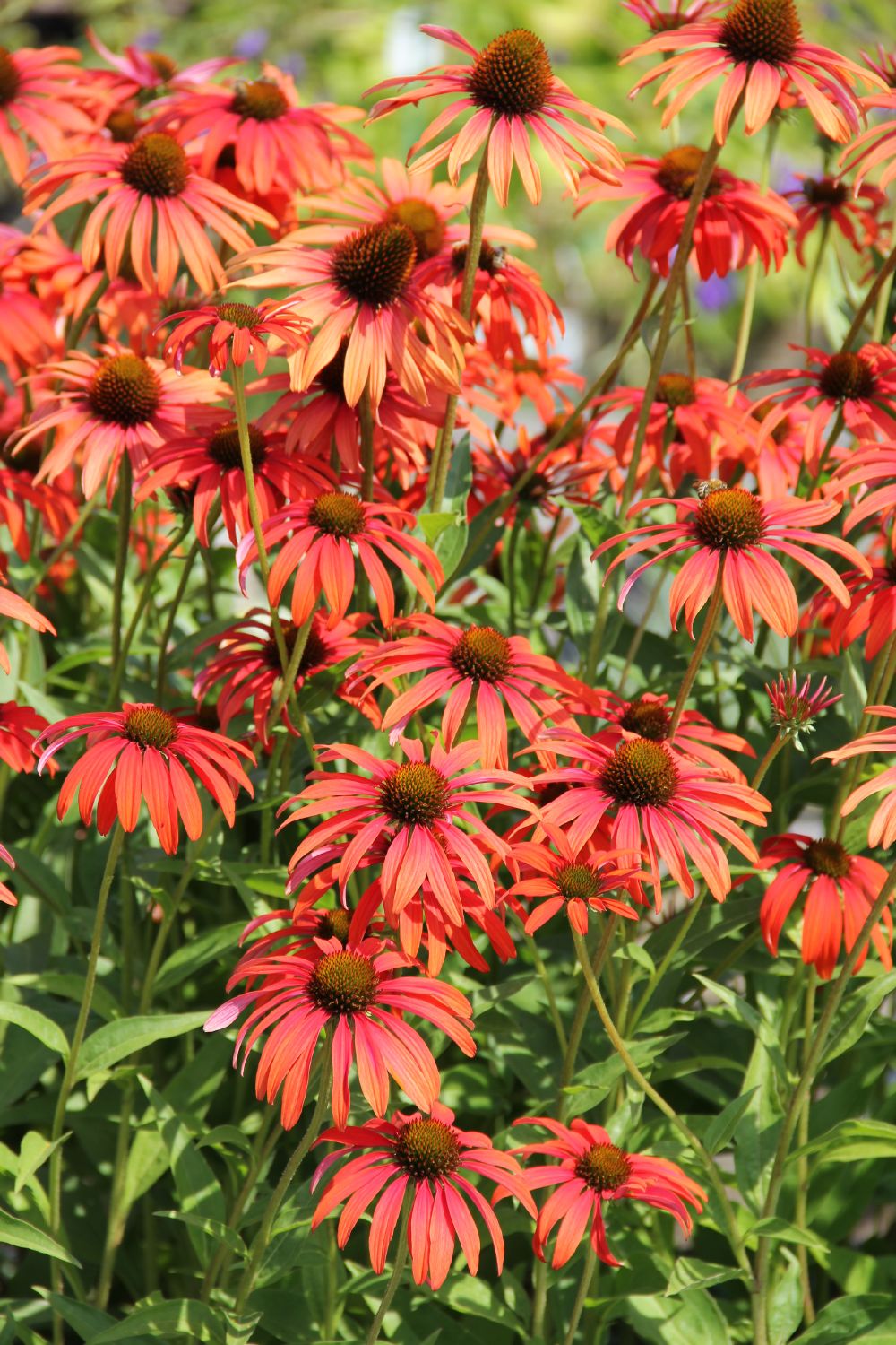 Echinacea 'Tomato Soup' (Scheinsonnenhut) Echinacea 'Tomato Soup' (Scheinsonnenhut)