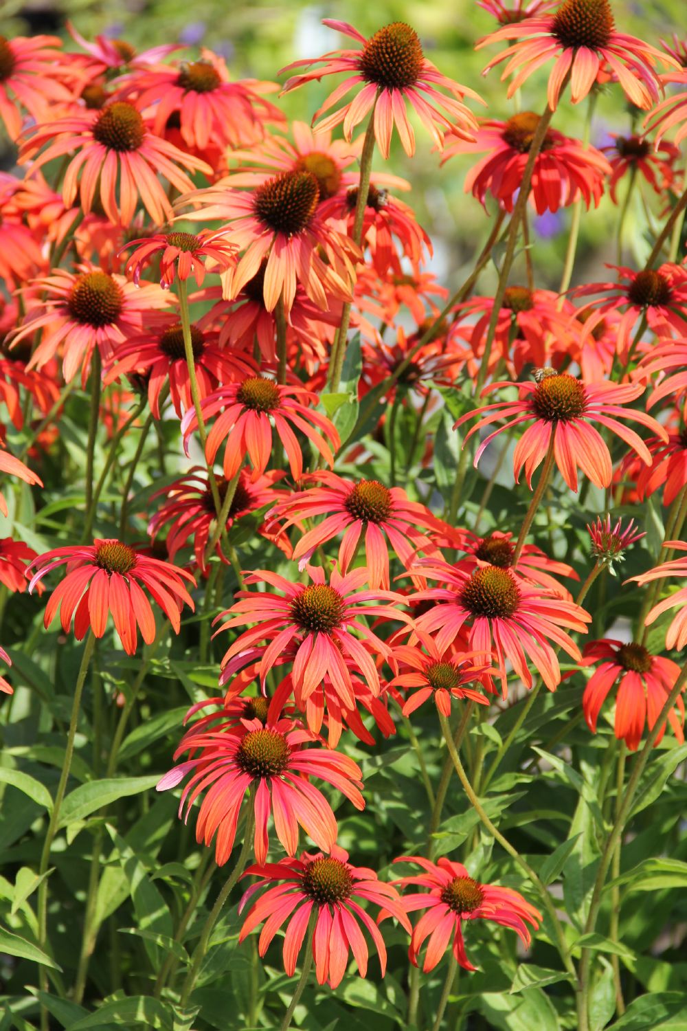 Echinacea 'Tomato Soup' (Scheinsonnenhut)