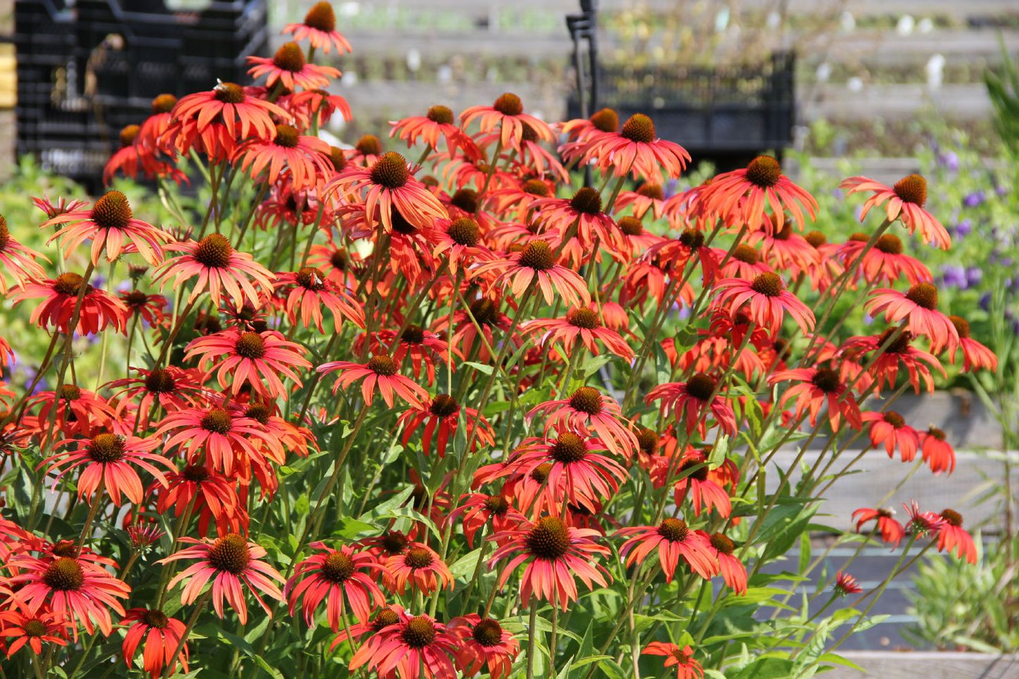 Echinacea 'Tomato Soup' (Scheinsonnenhut) Echinacea 'Tomato Soup' (Scheinsonnenhut)