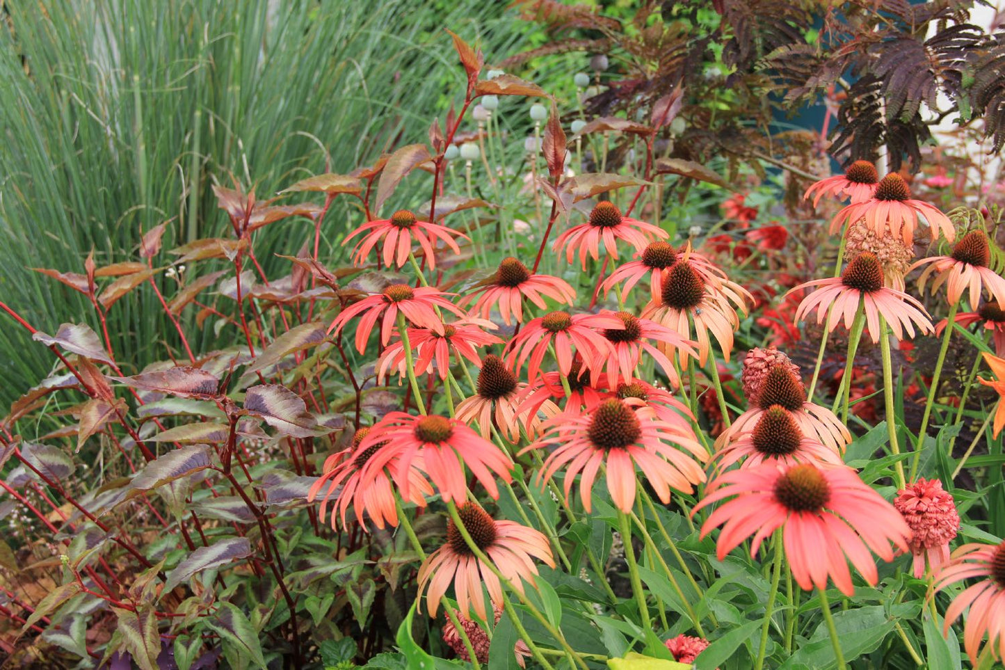 Echinacea 'Tomato Soup' (Scheinsonnenhut) Echinacea 'Tomato Soup' (Scheinsonnenhut)