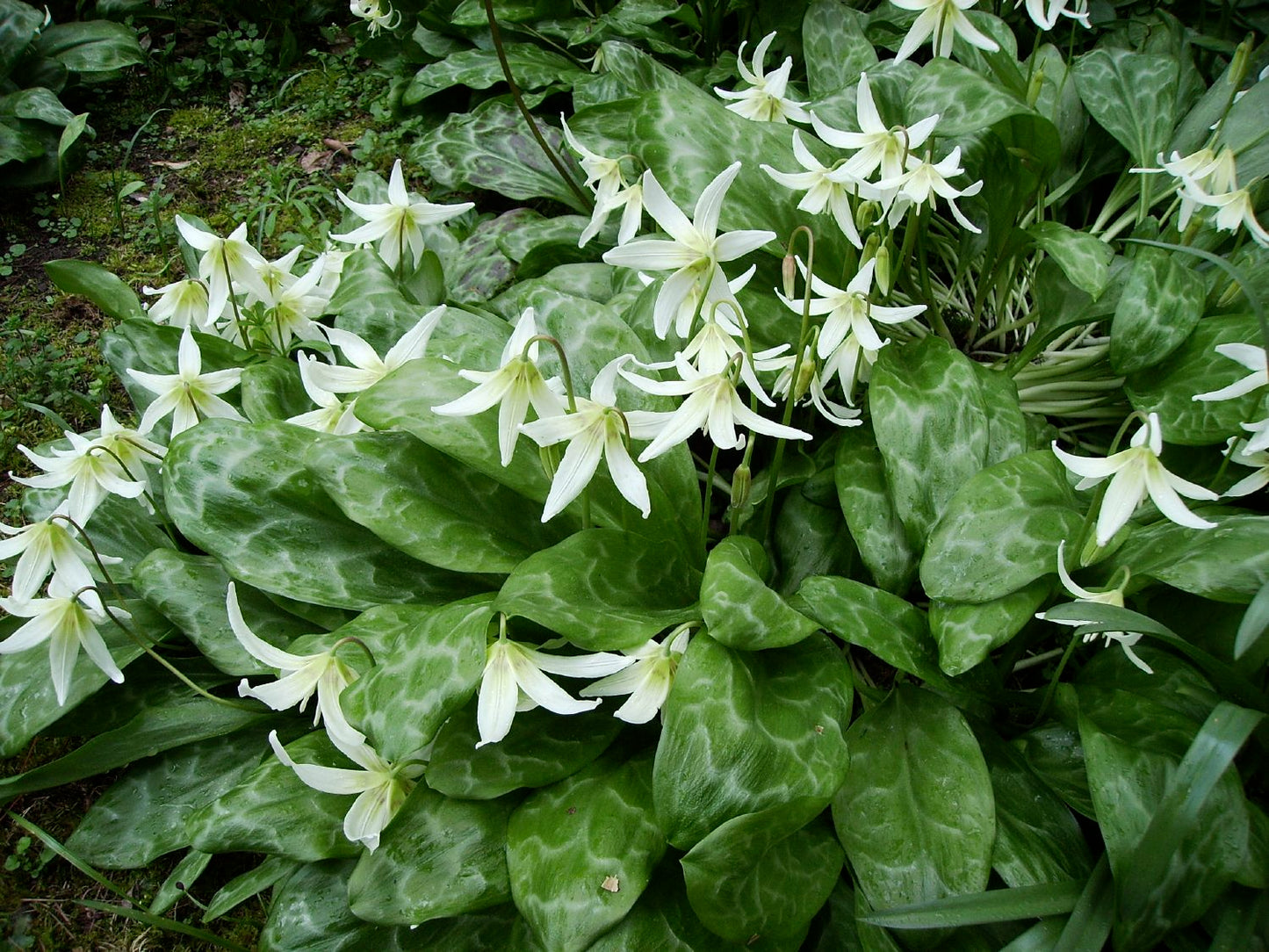 Erythronium revolutum 'White Beauty' Hundszahn