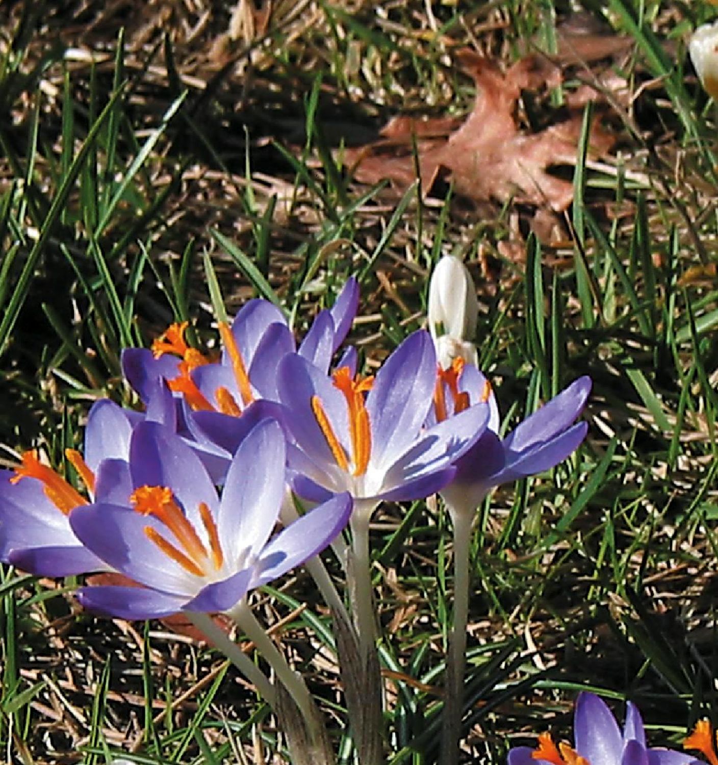 Crocus tommasinianus Elfen-Krokus Crocus tommasinianus Elfen-Krokus