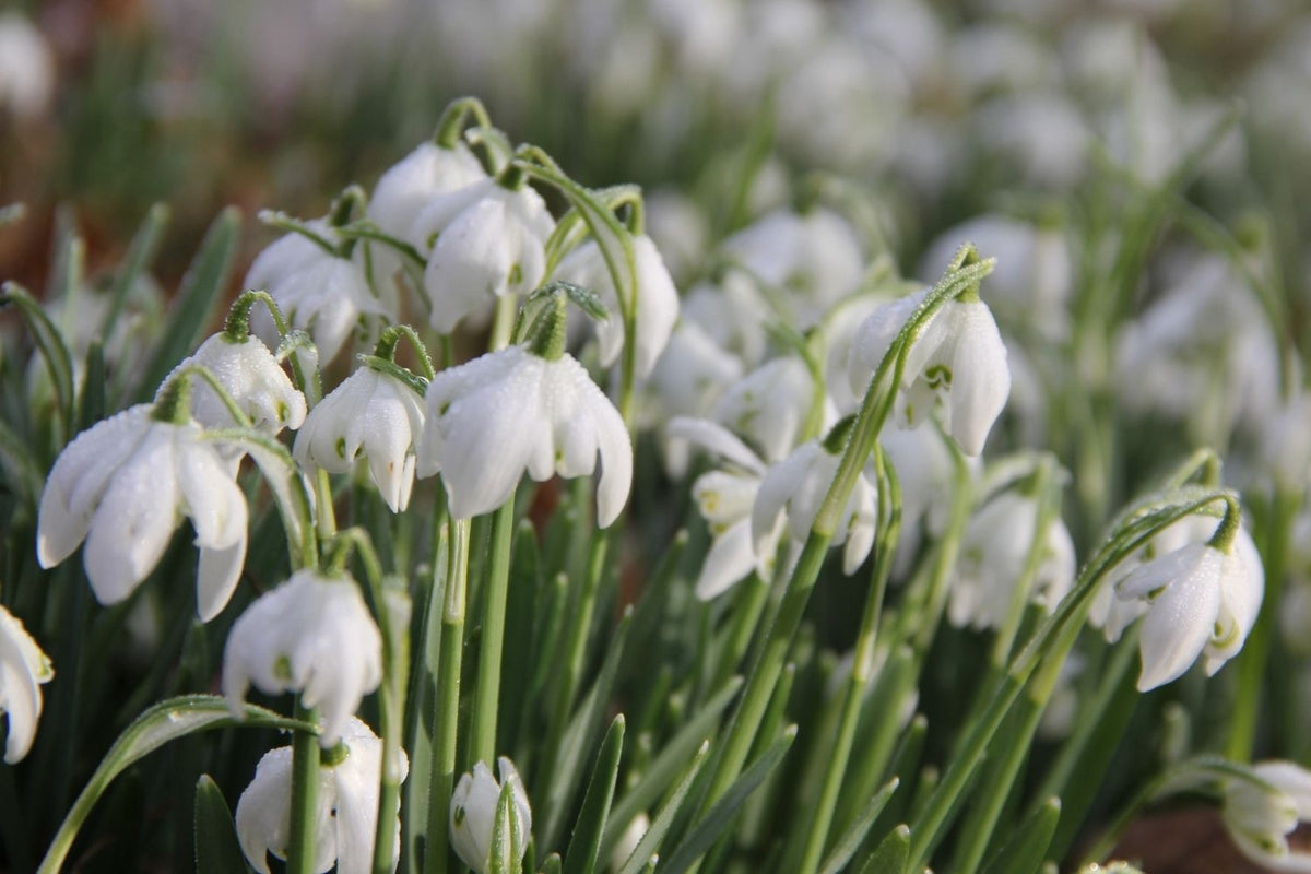 Galanthus nivalis 'Flore Pleno' (Gefülltes Schneeglöckchen)