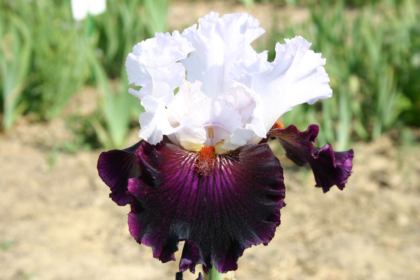 Iris Barbata-Elatior 'Starring' Hohe Bartschwertlilie