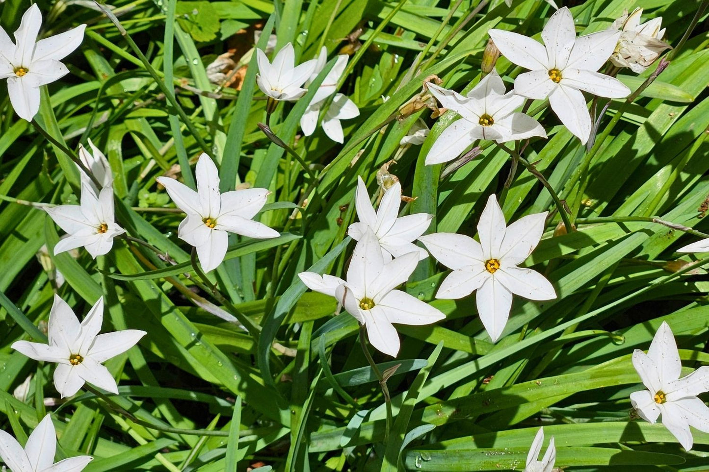 Ipheion uniflorum 'White Star' Frühlingsstern I Andenknoblauch