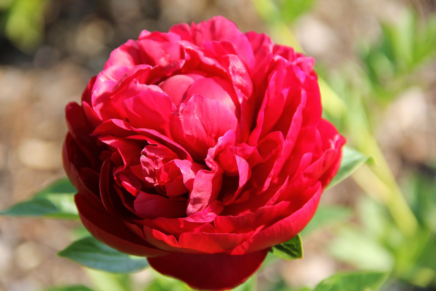 Paeonia lactiflora 'Henry Bockstoce' Staudenpfingstrose