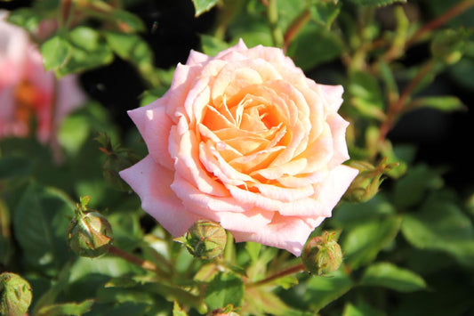 Rose 'Peach Clementine' Zwergrose | Patiorose