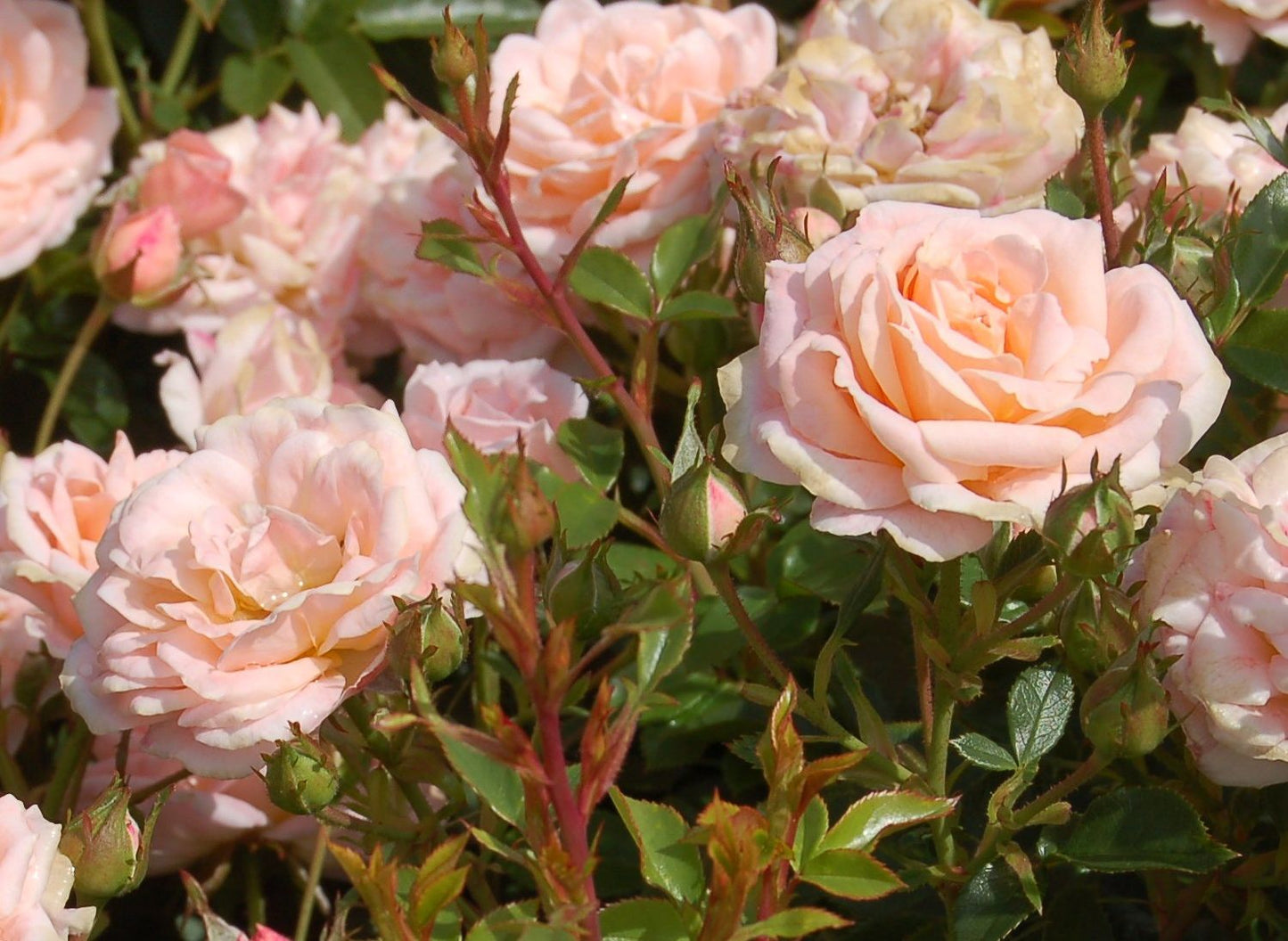 Rose 'Peach Clementine' (Zwergrose | Patiorose)