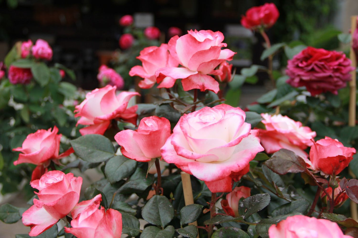 Rose 'Nostalgie' (Edelrose)