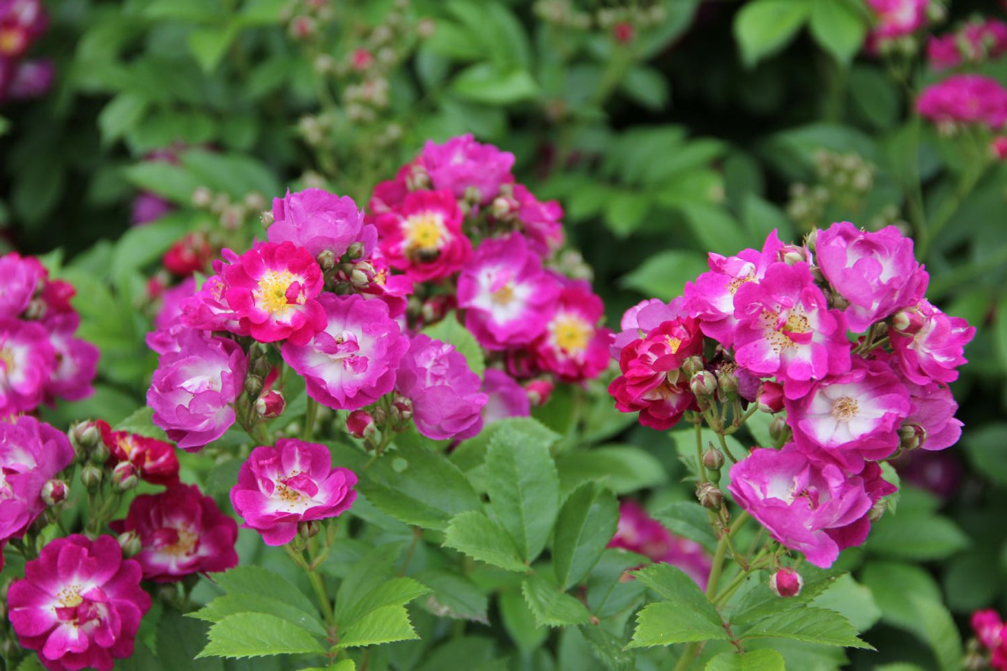 Rose 'Perennial Blue' (Rambler)