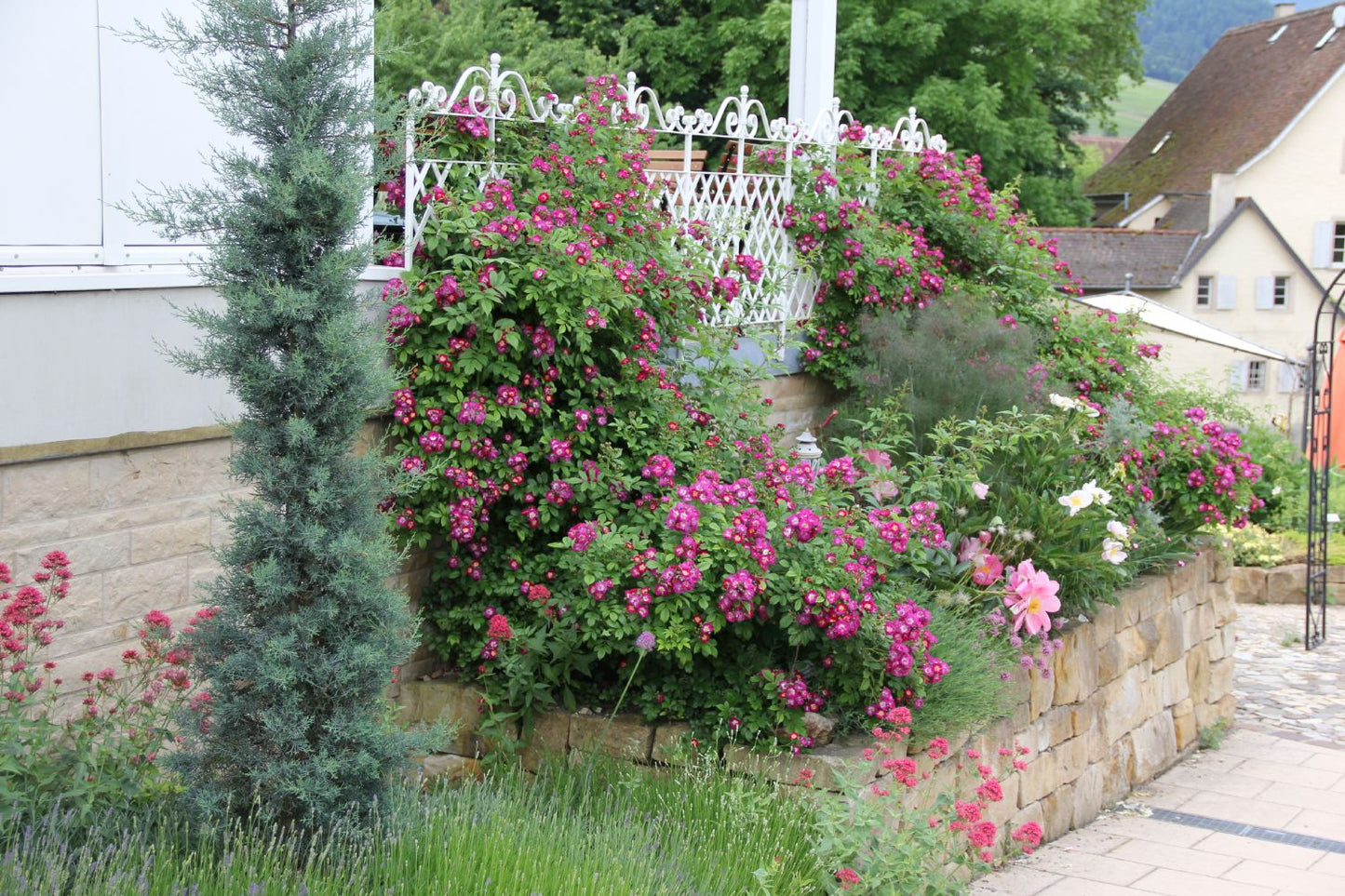 Rose 'Perennial Blue' (Rambler)