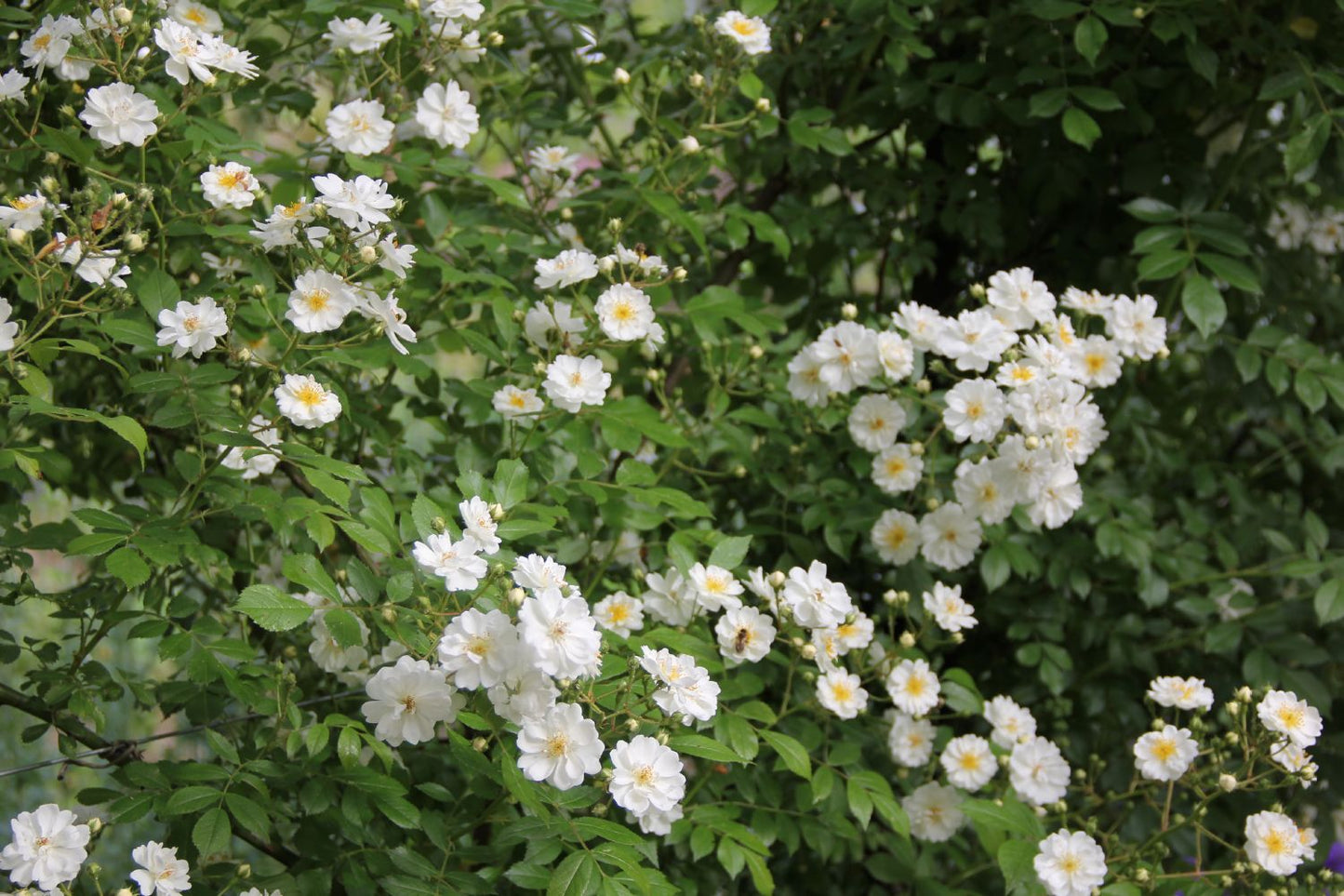 Rose 'Guirlande d'Amour' (Rambler)