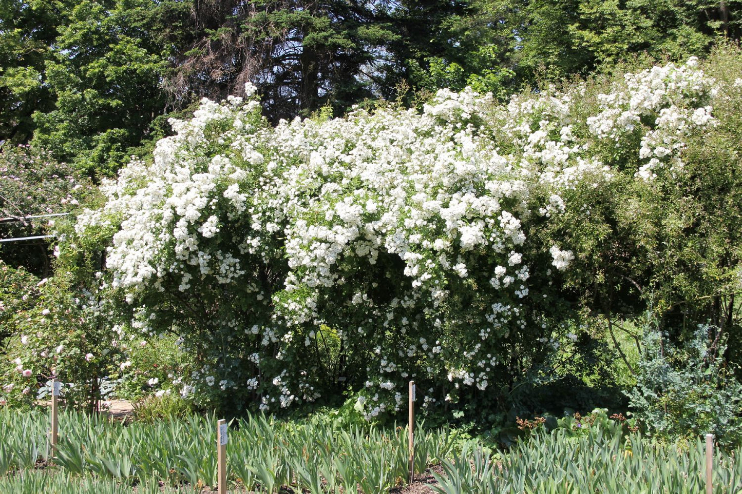 Rose 'Guirlande d'Amour' (Rambler)