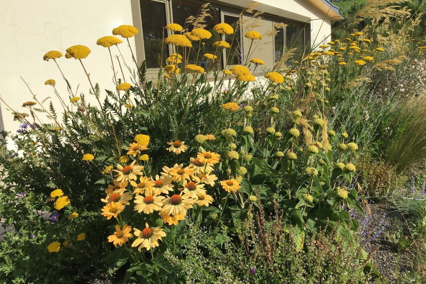 Echinacea 'Aloha' ® (Scheinsonnenhut)