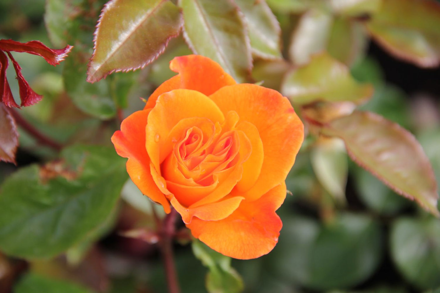 Rose 'Westzeit' (Beetrose)