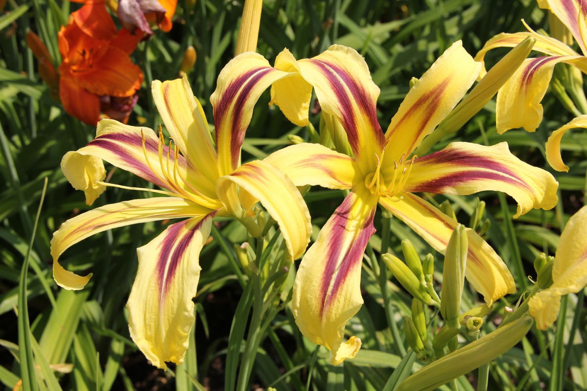Hemerocallis 'Marked by Lydia' Großblumige Taglilie
