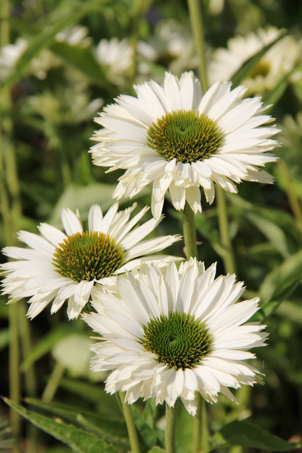 Echinacea 'Virgin' (Scheinsonnenhut) Echinacea 'Virgin' (Scheinsonnenhut)