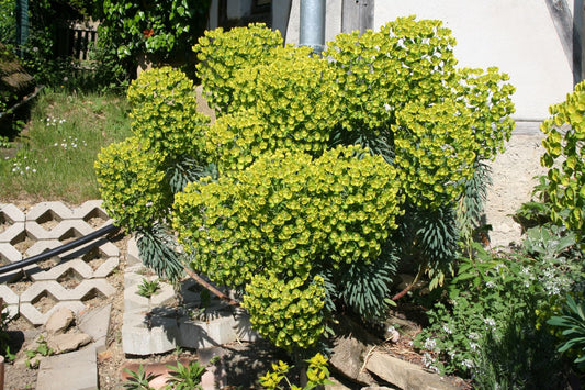 Euphorbia characias ssp. wulfenii 'Shorty' Mediterrane Wolfsmilch
