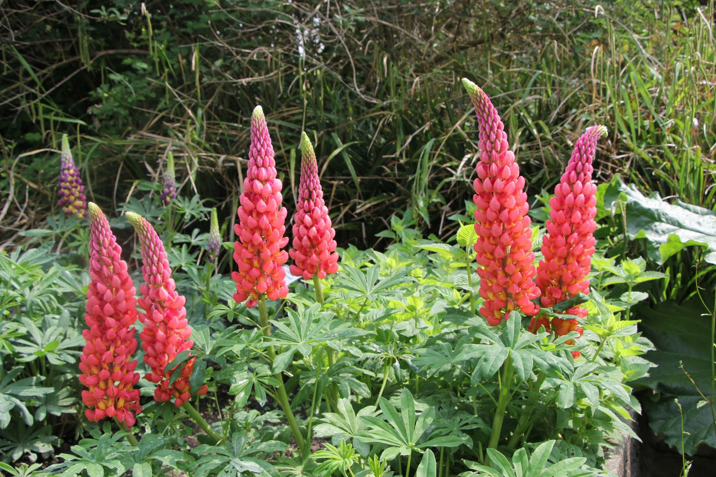 Lupinus polyphyllus 'Towering Inferno' ® (Westcountry-Serie Lupine)