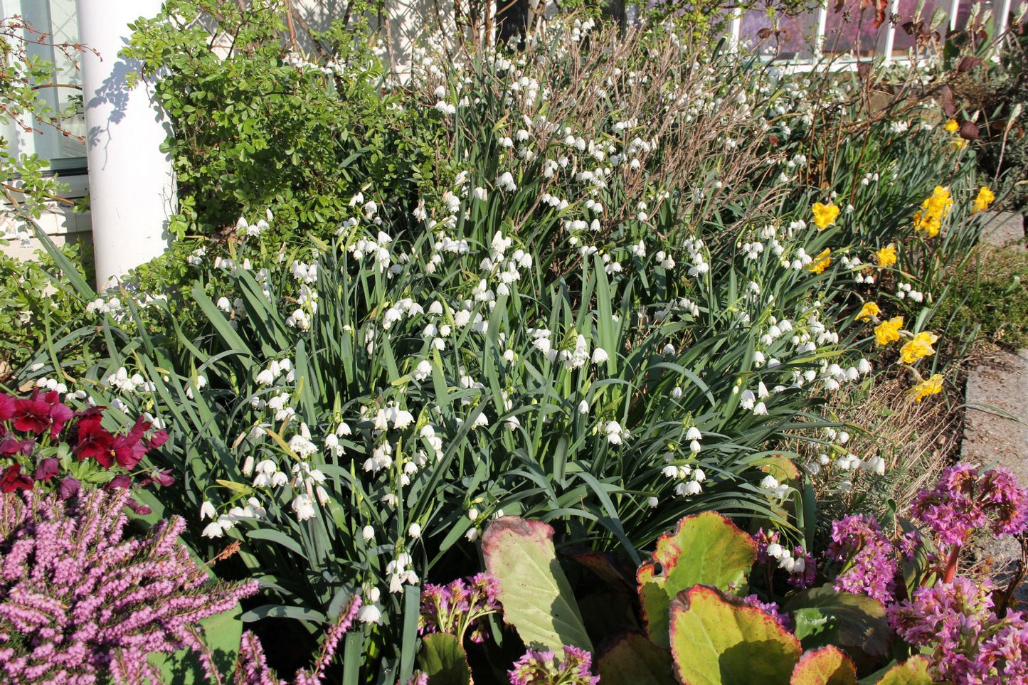 Leucojum aestivum 'Gravetye Giant' (Sommer-Knotenblume)