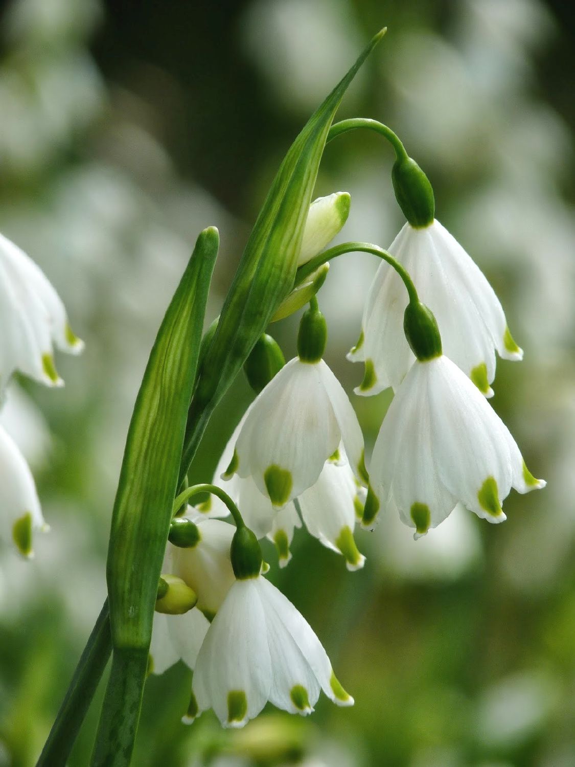 Leucojum aestivum 'Gravetye Giant' (Sommer-Knotenblume)