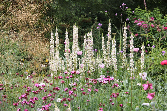 Verbascum chaixii 'Wedding Candles' Königskerze