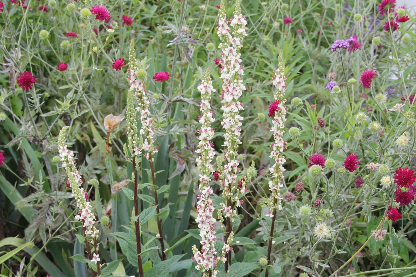 Verbascum chaixii 'Wedding Candles' (Königskerze)