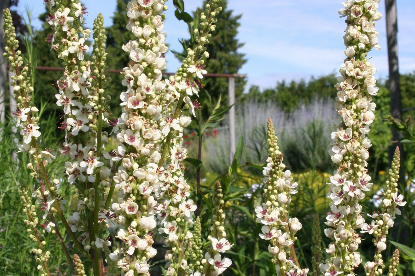 Verbascum chaixii 'Wedding Candles' (Königskerze)