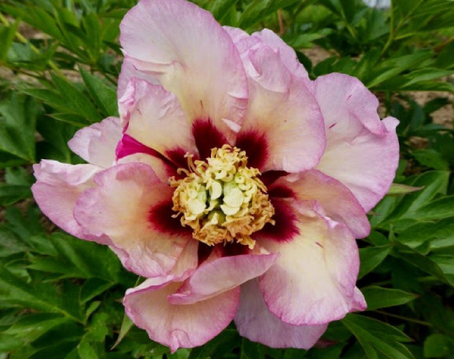 Paeonia Itoh-Hybride 'Pastel Splendor' Intersektionelle Pfingstrose