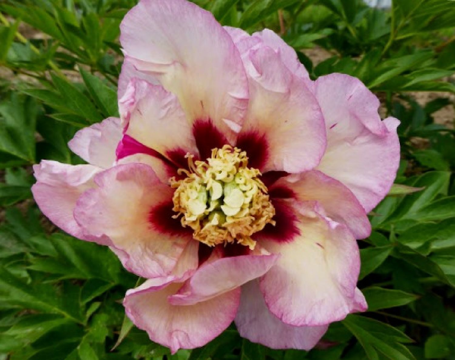 Paeonia Itoh-Hybride 'Pastel Splendor' Intersektionelle Pfingstrose