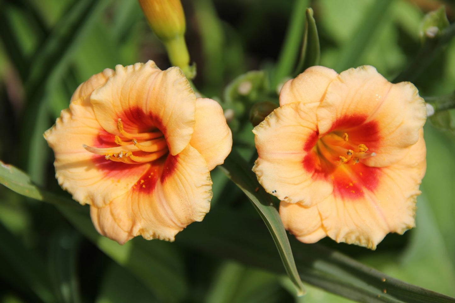 Hemerocallis 'You Angel You' Miniaturblütige Taglilie