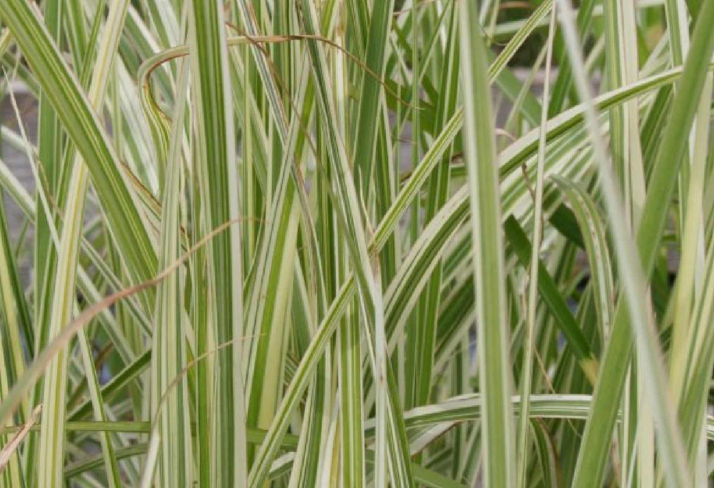 Zeitlose Eleganz in Weiß (Der englische Klassiker)