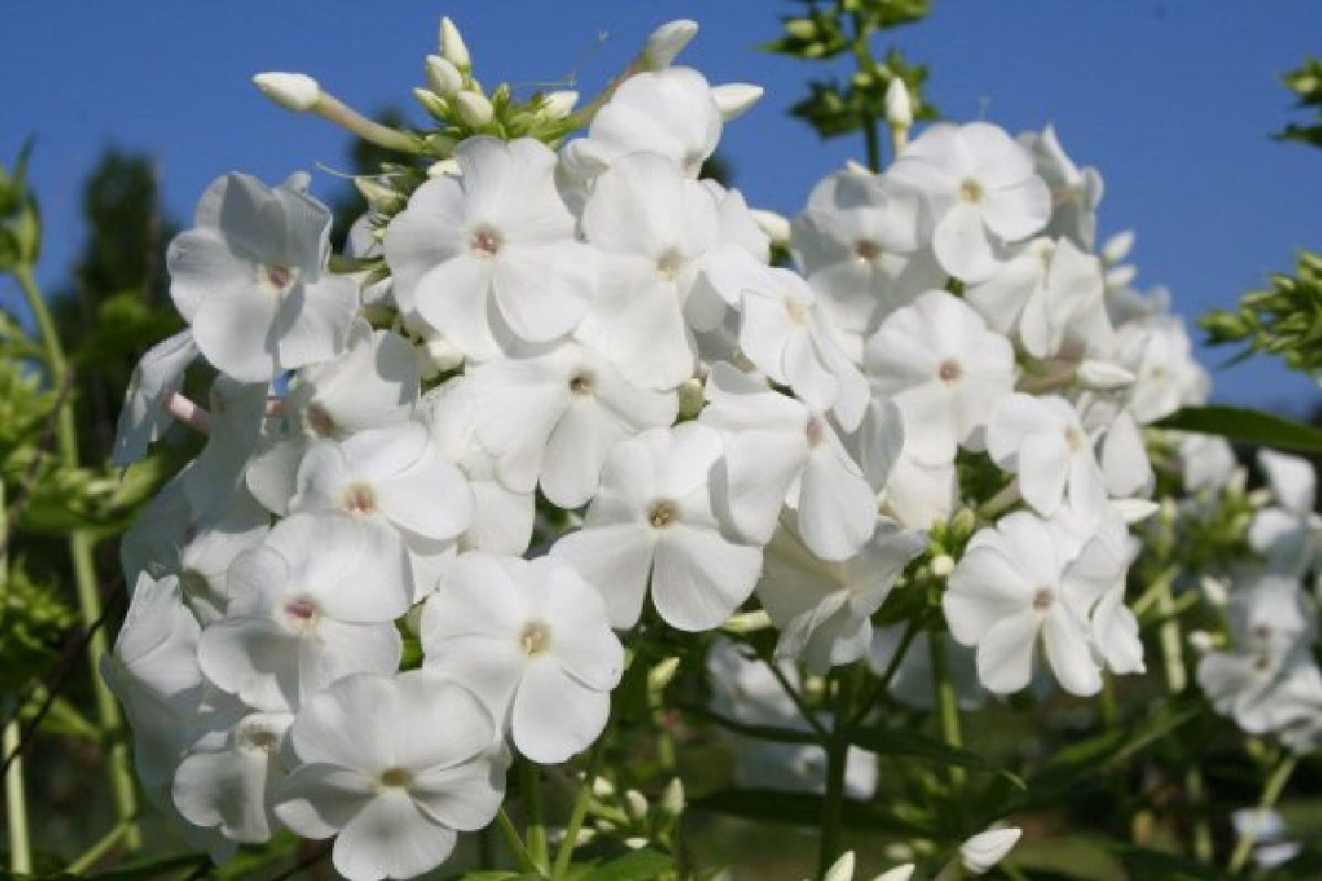 Zeitlose Eleganz in Weiß (Der englische Klassiker)