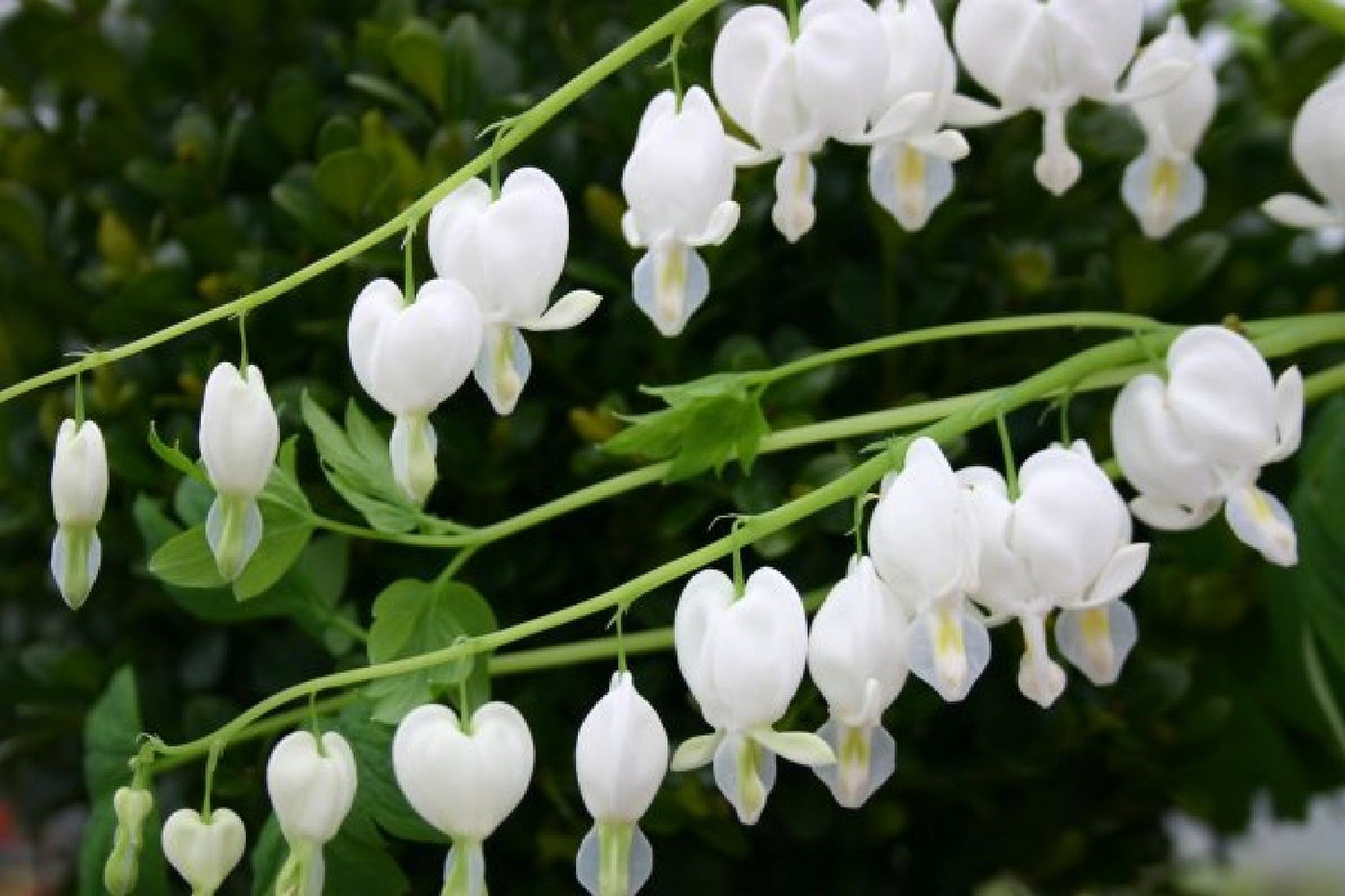 Zeitlose Eleganz in Weiß (Der englische Klassiker)