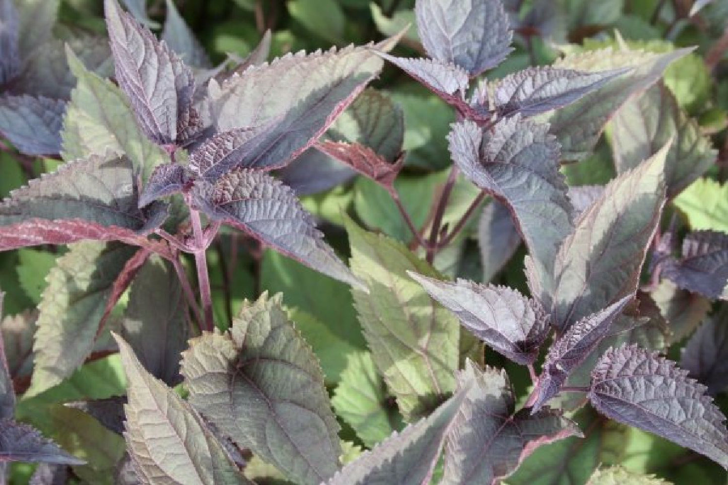 Zeitlose Eleganz in Weiß (Der englische Klassiker)