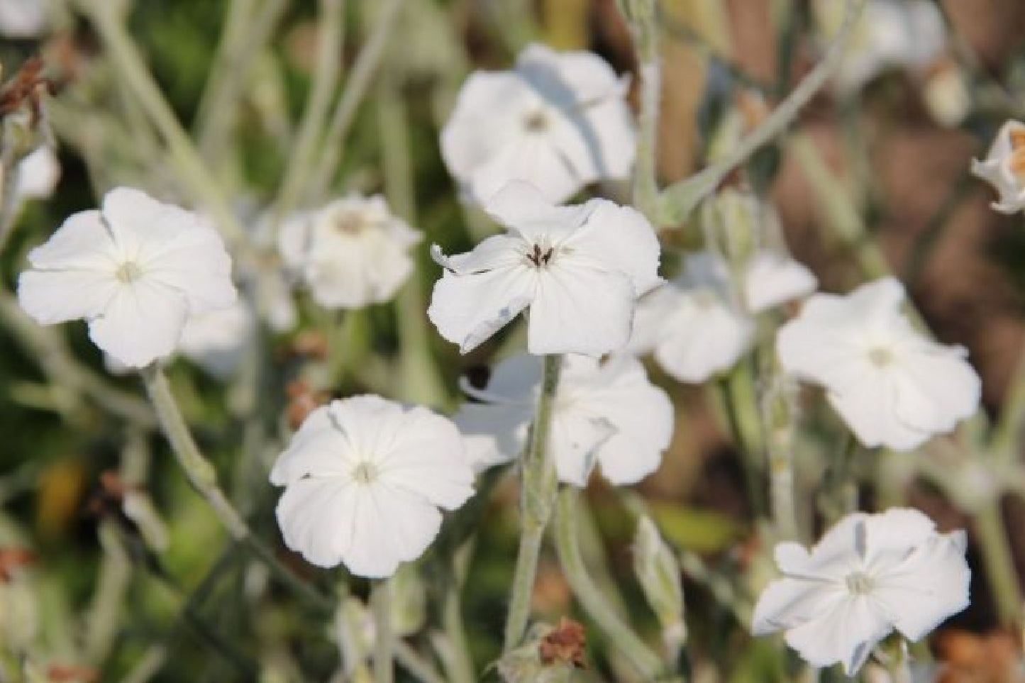 Zeitlose Eleganz in Weiß (Der englische Klassiker)