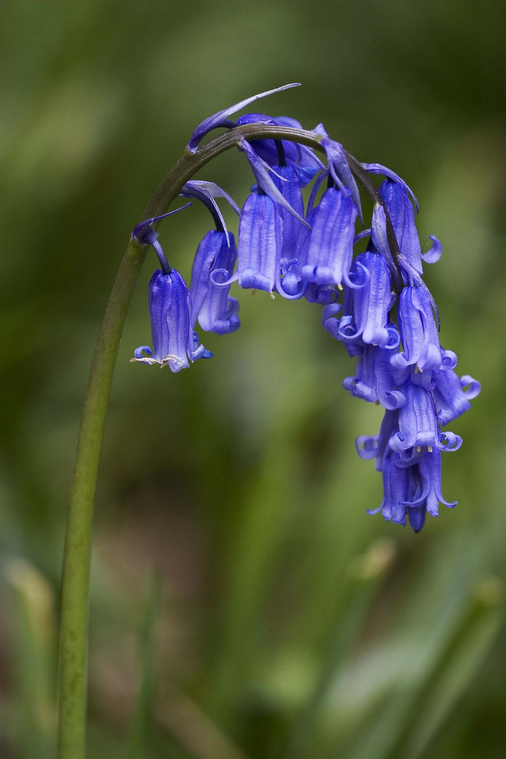 Hyacinthoides non-scripta Hasenglöckchen  I  Blue Bell
