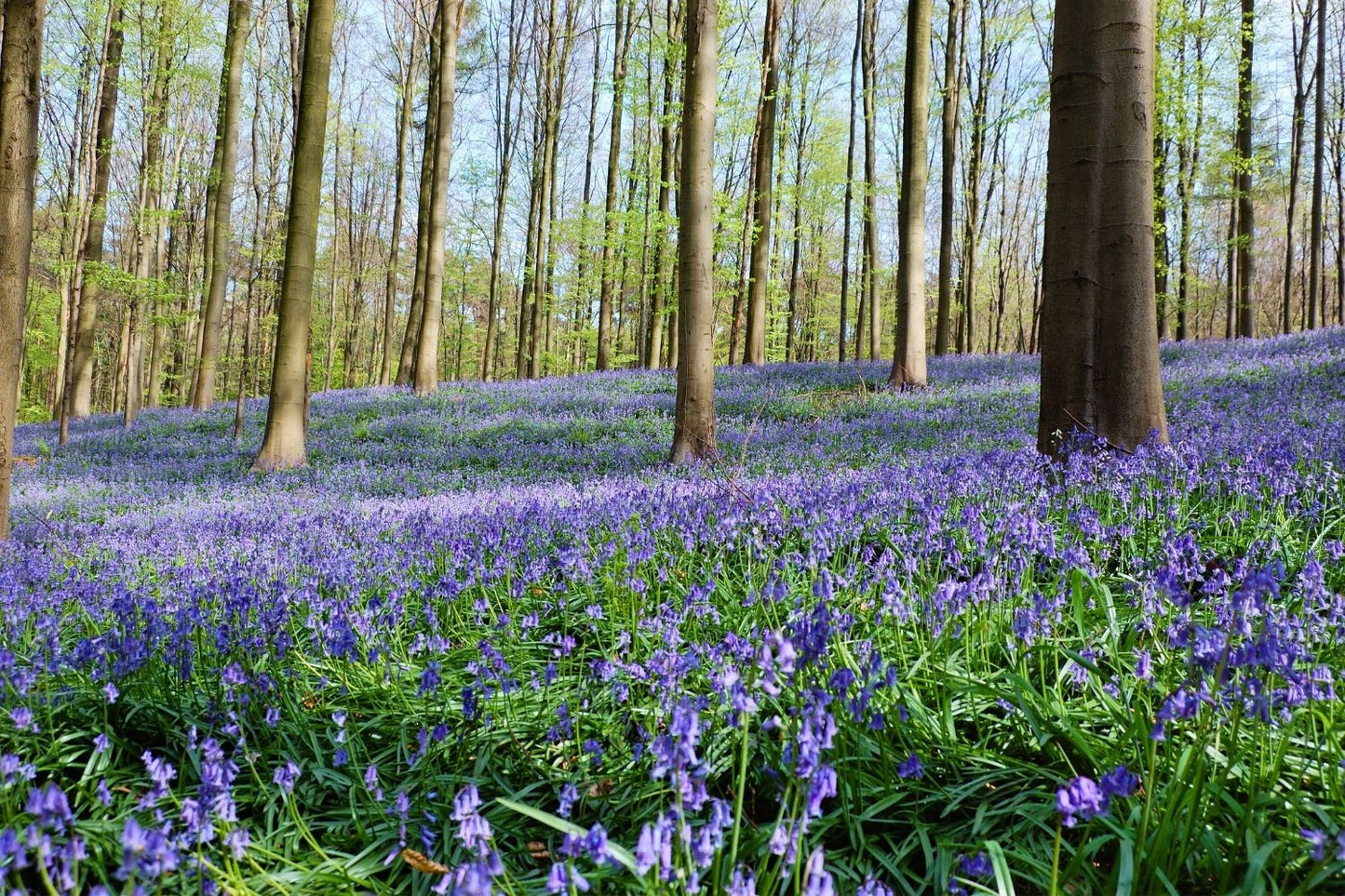 Hyacinthoides non-scripta (Hasenglöckchen I Blue Bell)