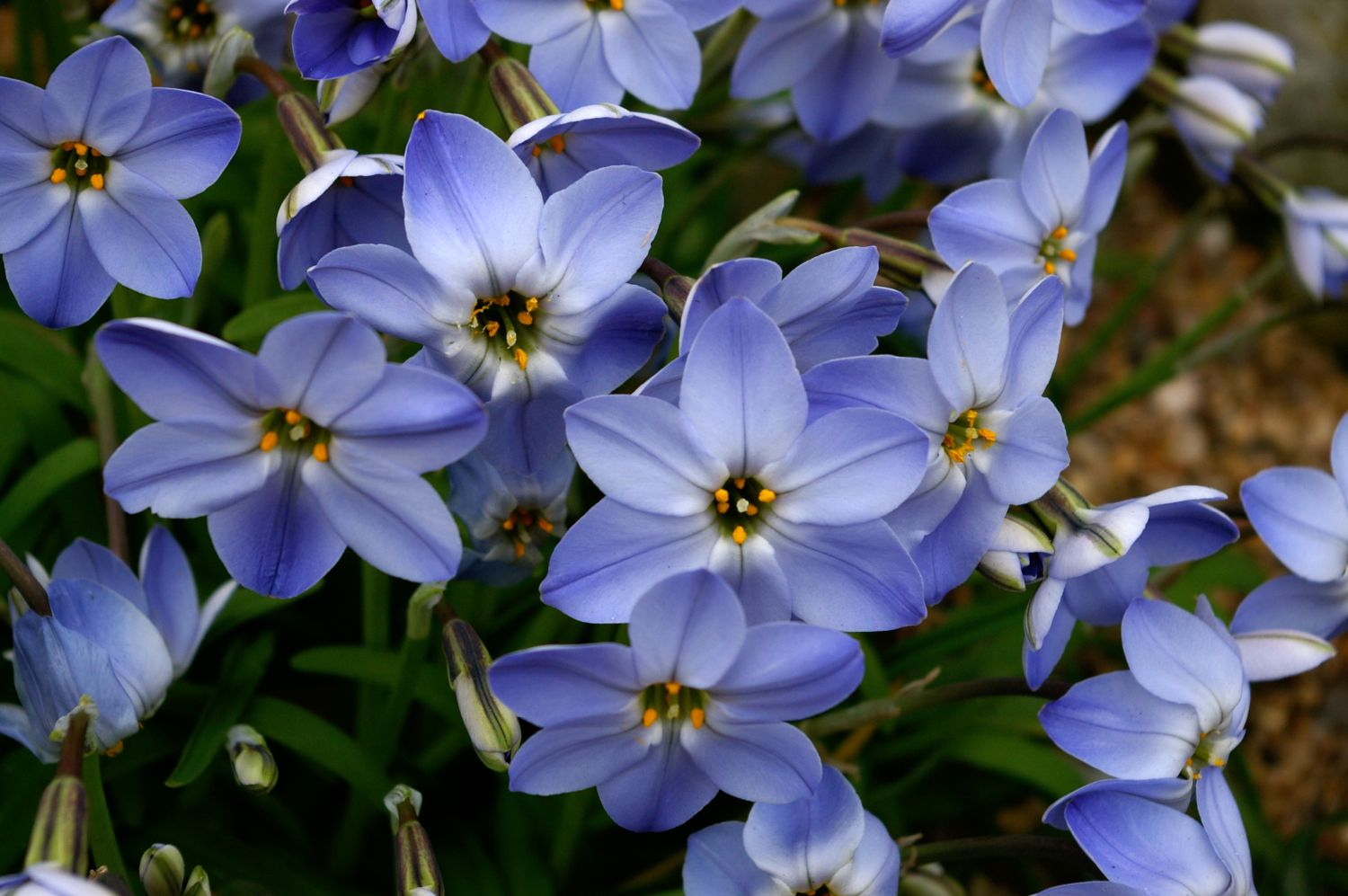 Ipheion uniflorum 'Rolf Fiedler' Frühlingsstern  I  Andenknoblauch