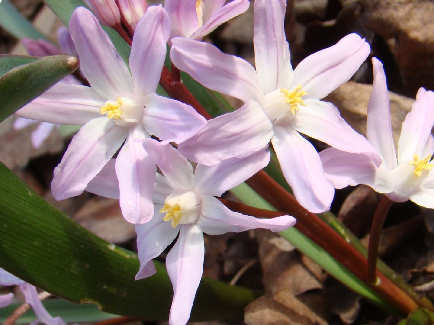 Chionodoxa forbesii 'Pink Giant' Sternhyazinthe, Schneeglanz