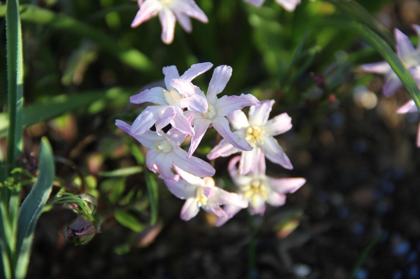 Chionodoxa forbesii 'Pink Giant' (Sternhyazinthe, Schneeglanz)