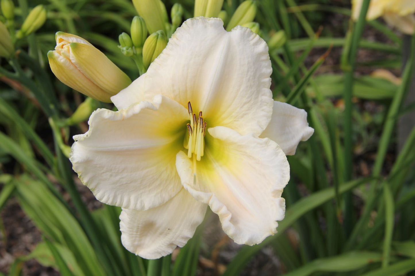 Hemerocallis 'White Perfection' Großblumige Taglilie