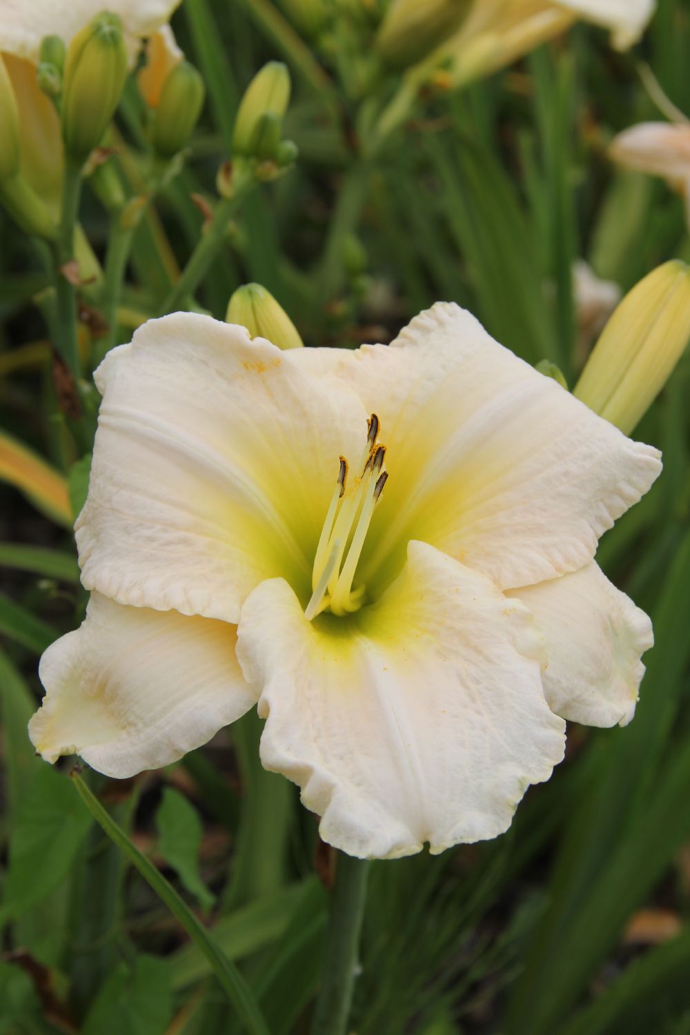Hemerocallis 'White Perfection' (Großblumige Taglilie)