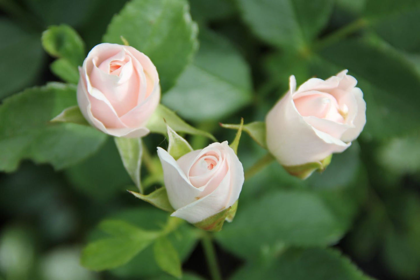 Rose 'Aspirin-Rose' (Beetrose)