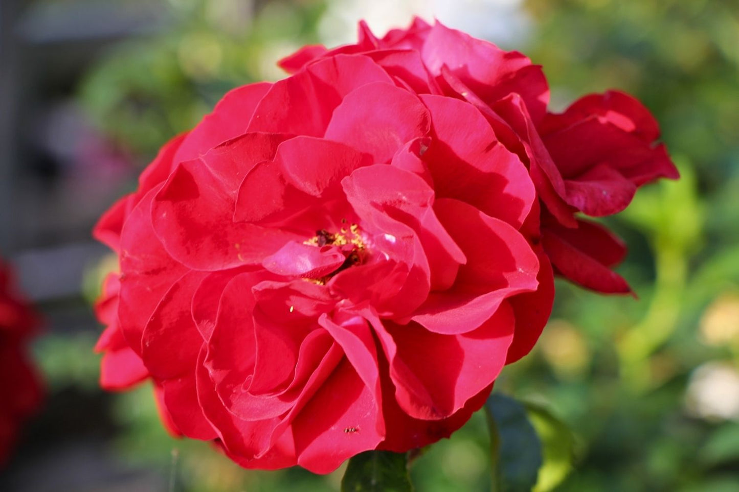 Rose 'Amadeus' ® (Kletterrose)