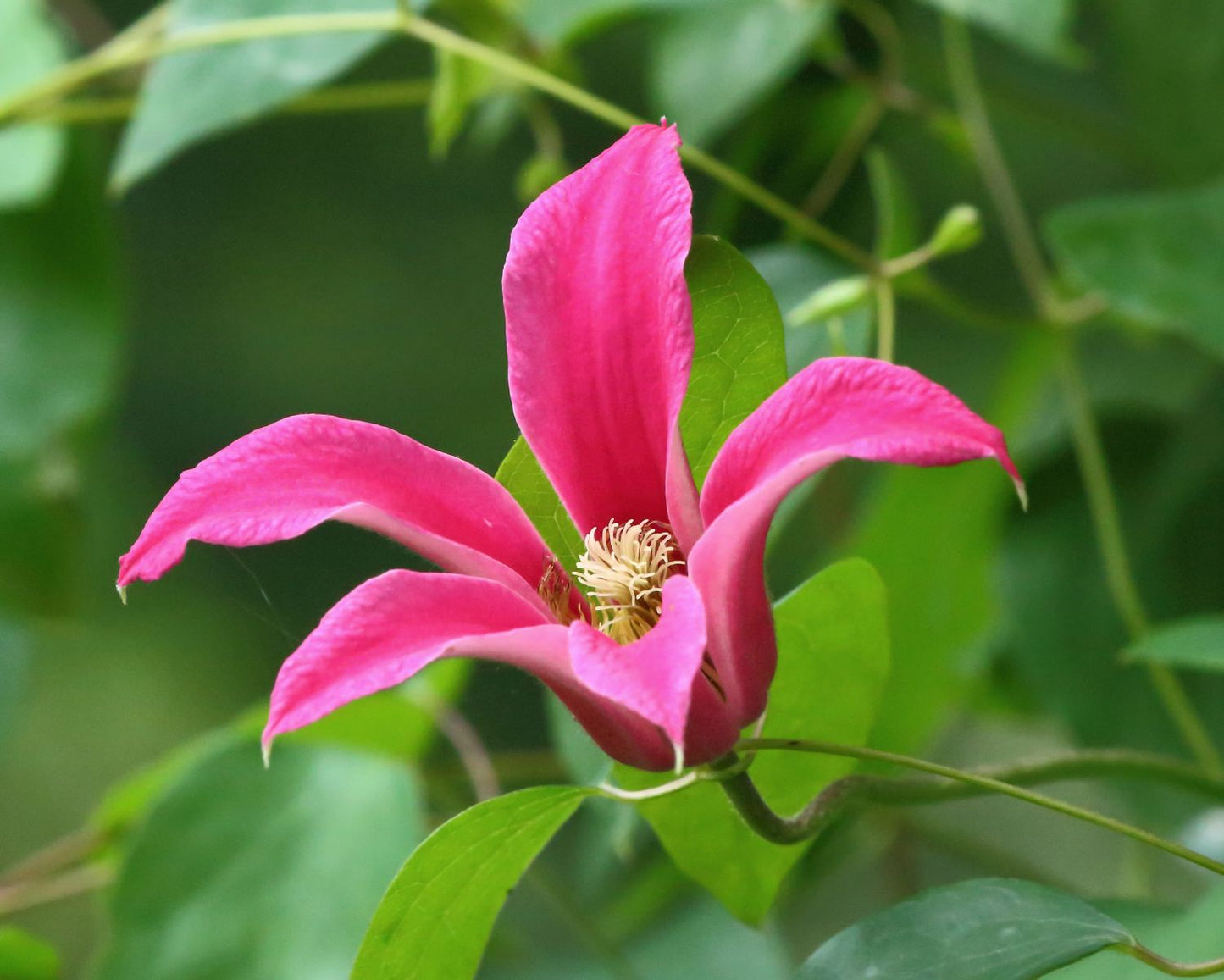 Clematis texensis 'Princess Diana' Texas Waldrebe