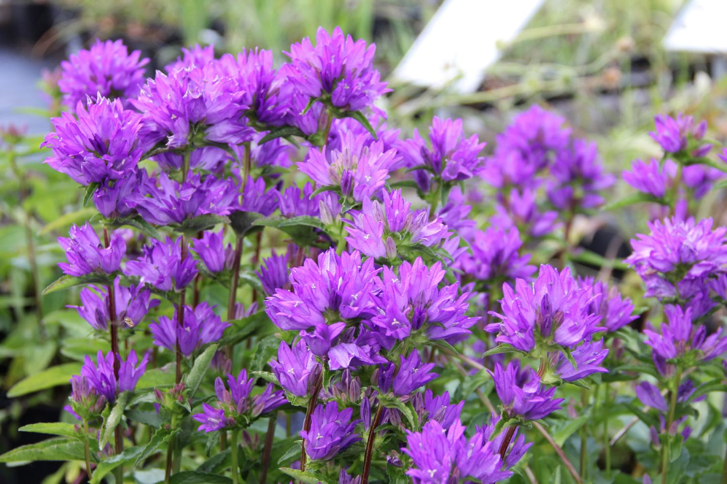 Campanula glomerata 'Freya' Knäuel-Glockenblume