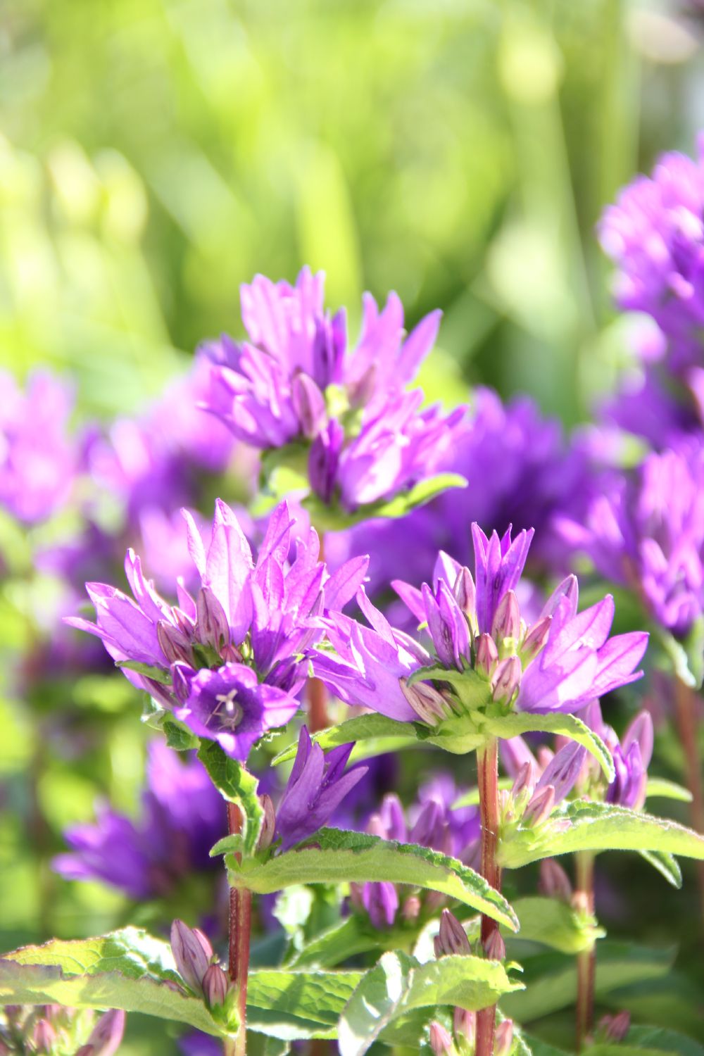 Campanula glomerata 'Freya' (Knäuel-Glockenblume)