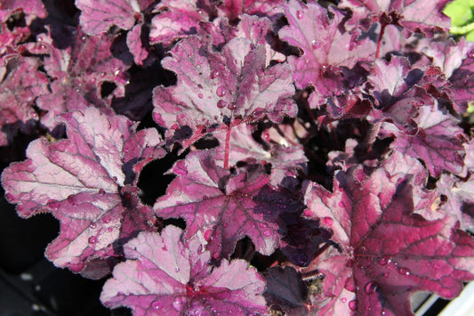 Heuchera 'Forever Purple' Purpurglöckchen