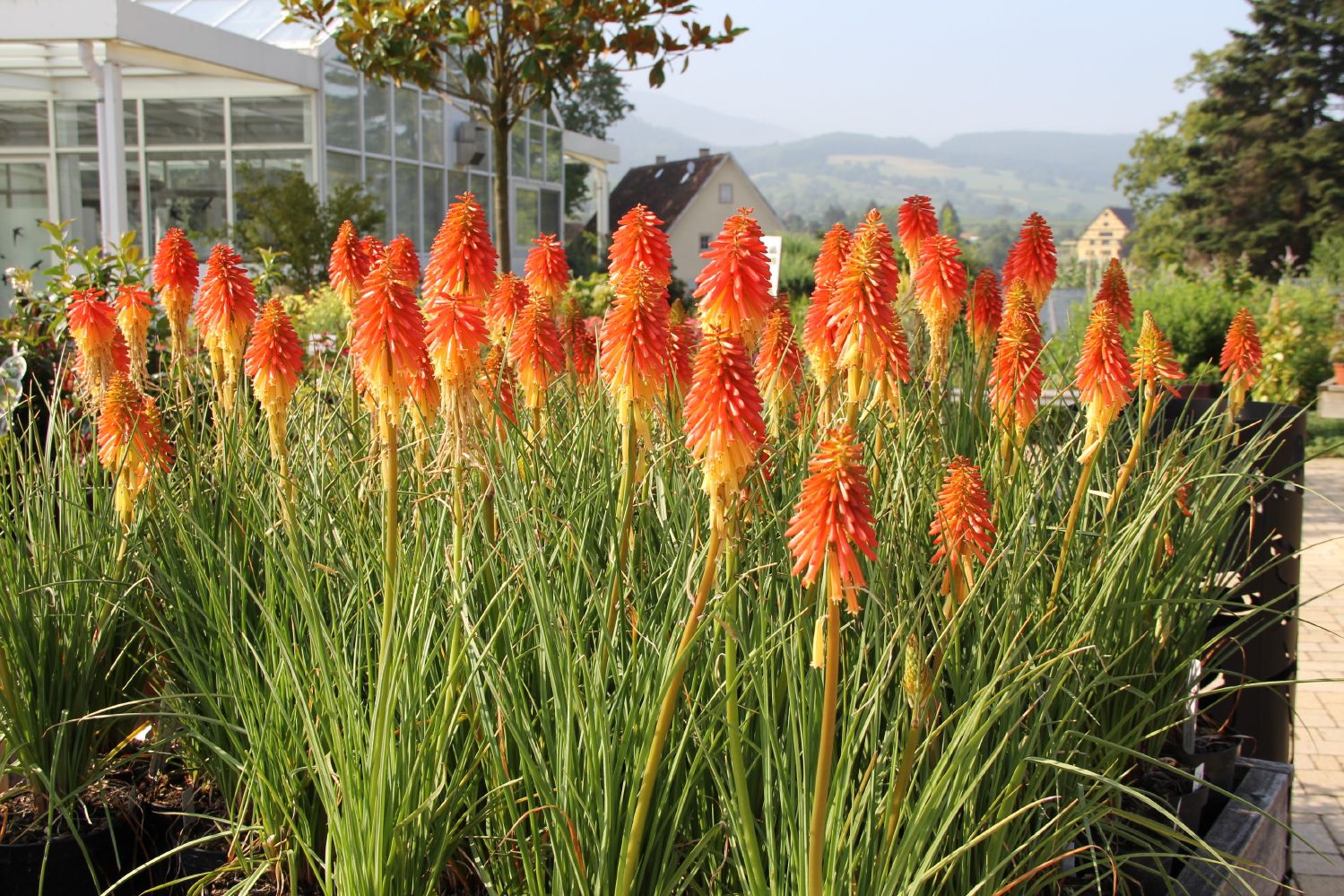 Kniphofia 'Papaya Popsicle' Fackellilie